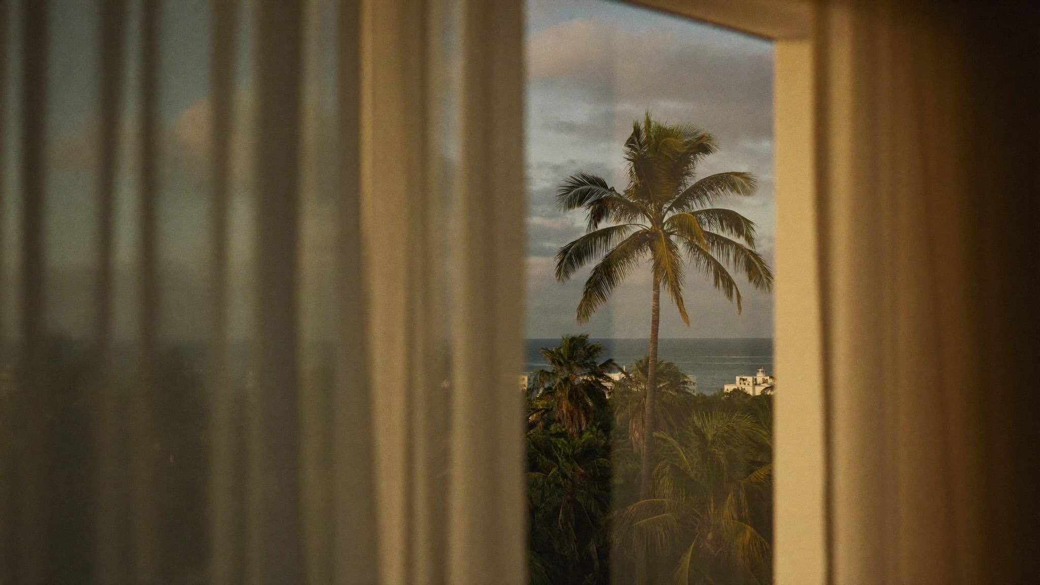 Miami palm trees at golden hour, seen through a softened window — the studio's home city